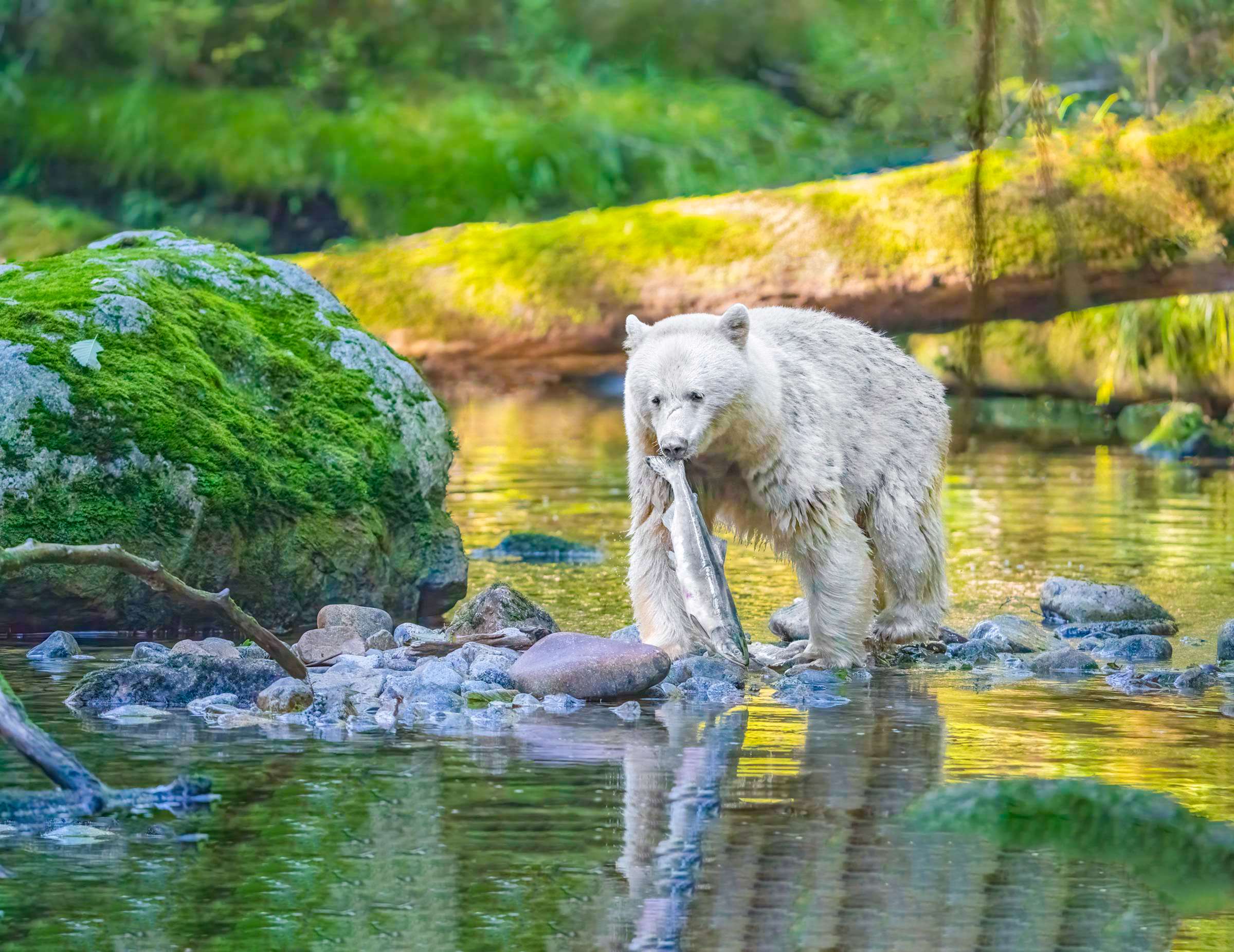 5 Day Great Bear Rainforest Exploration Tour