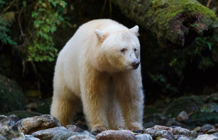 5 Day Great Bear Rainforest Exploration Tour